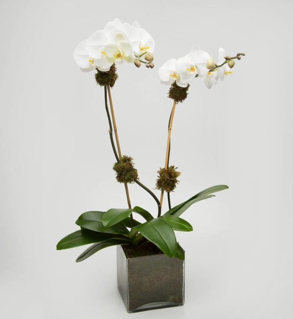 How to Care for Small Orchids