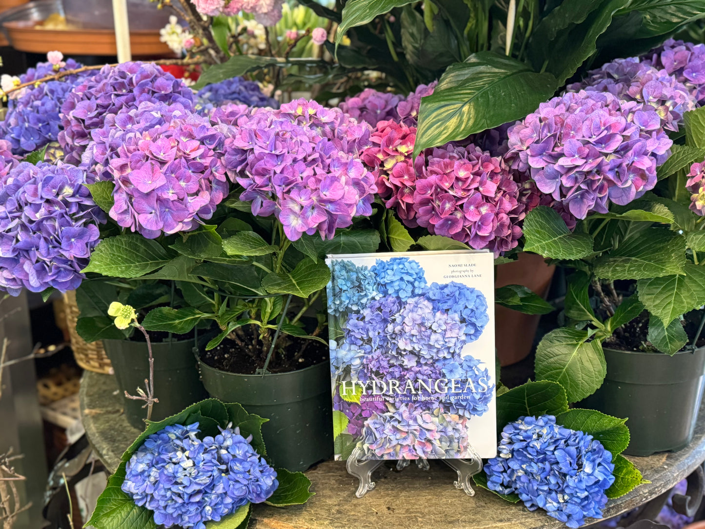 
                  
                    Pink hydrangea plant in a rustic basket
                  
                