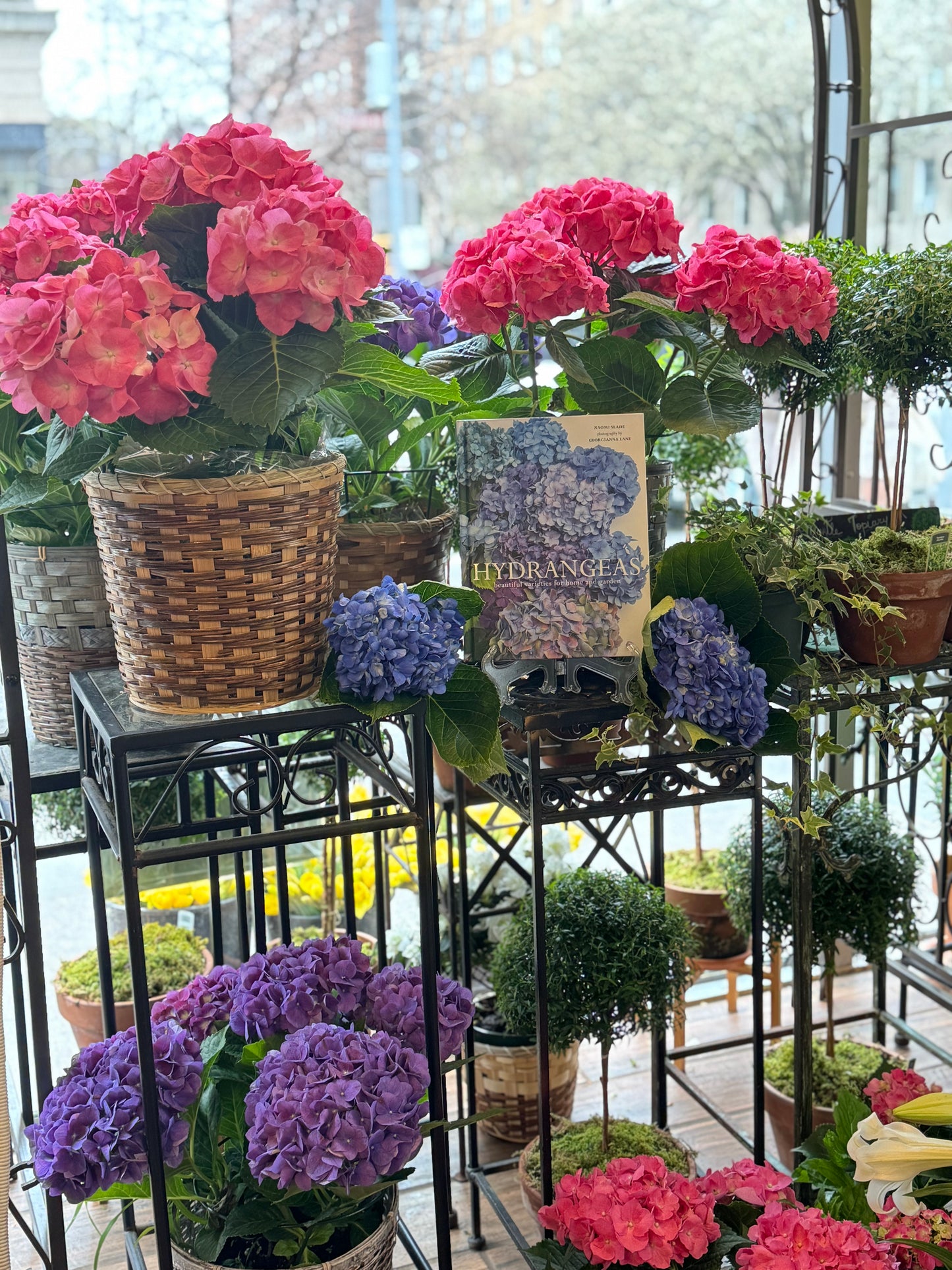 
                  
                    Hydrangea plant with vibrant pink and purple blooms
                  
                