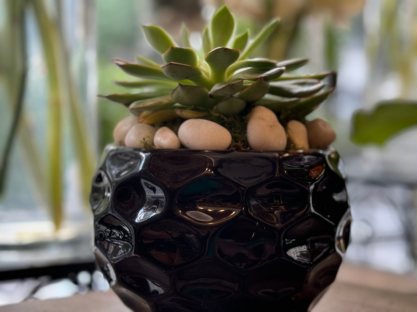 Succulent bowl with a blend of hardy succulent plants