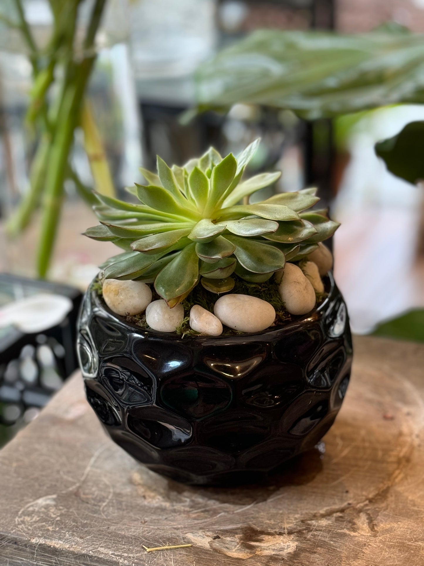Succulent bowl with a blend of hardy succulent plants