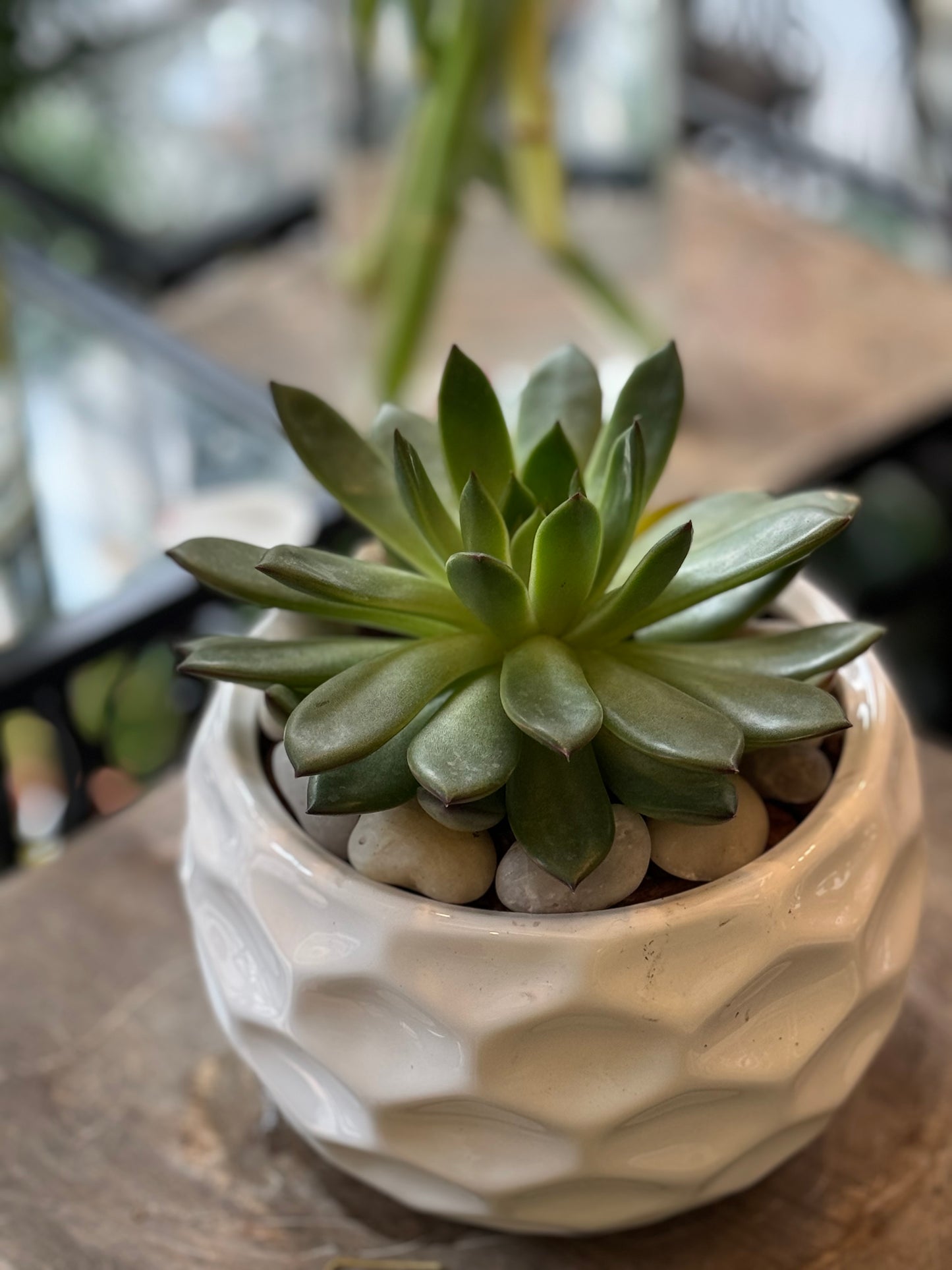 
                  
                    Expertly crafted succulent arrangement in a stylish bowl White
                  
                