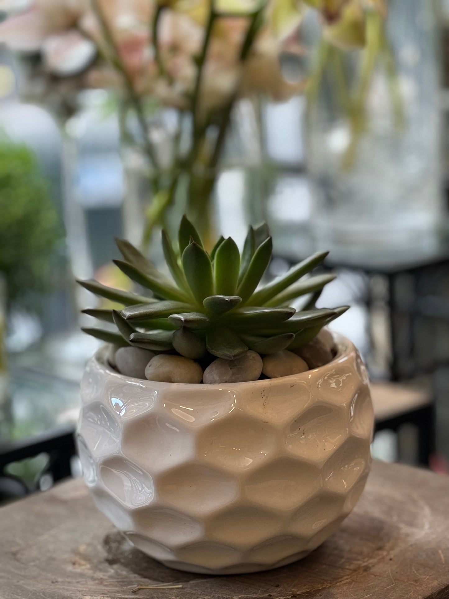
                  
                    Succulent bowl White
                  
                