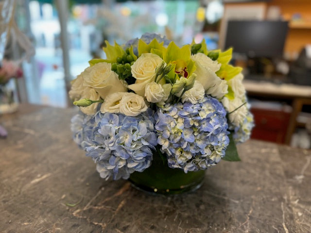 
                  
                    blue dream flowers
                  
                
