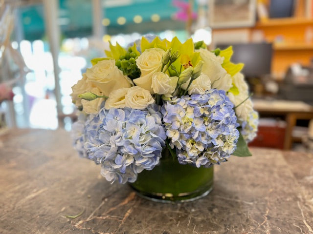
                  
                    blue dream roses
                  
                