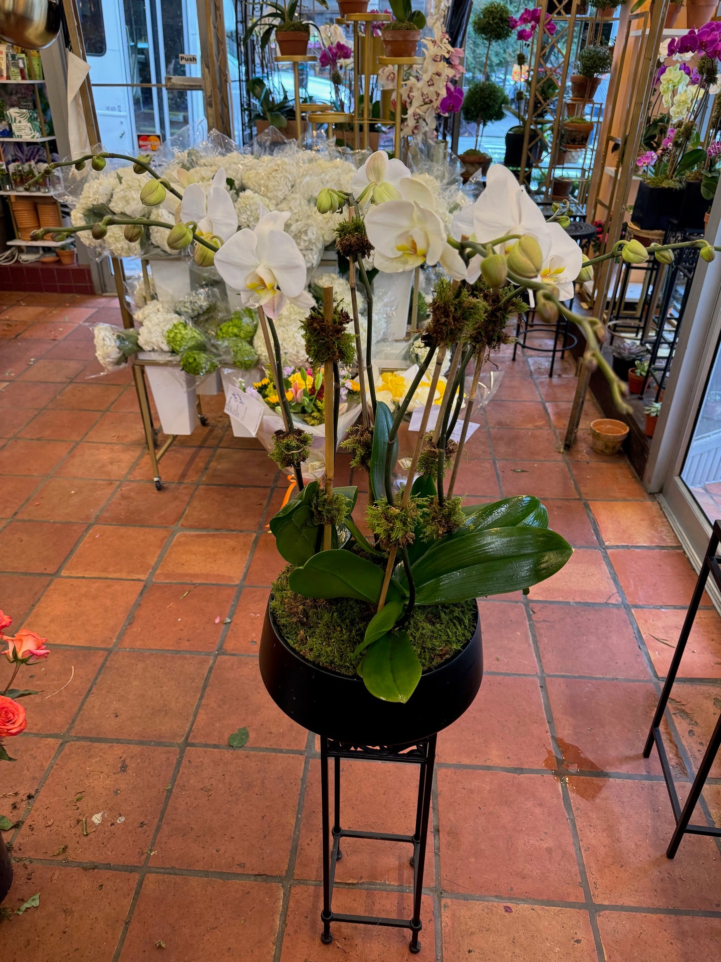 
                  
                    Orchid Arrangements in a Stylistic Vase
                  
                