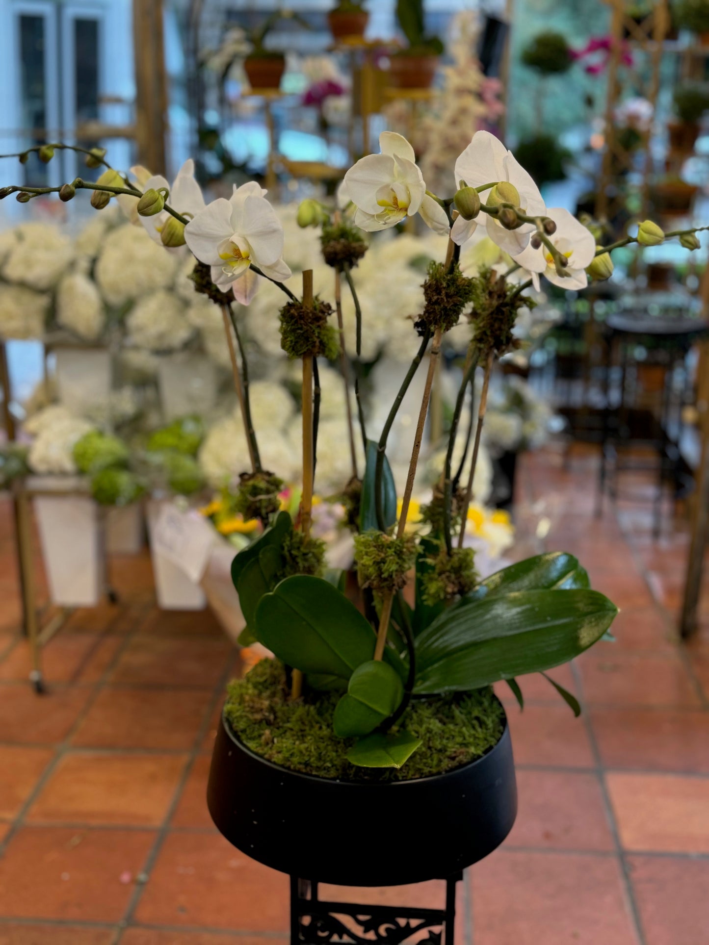 
                  
                    orchids
                  
                