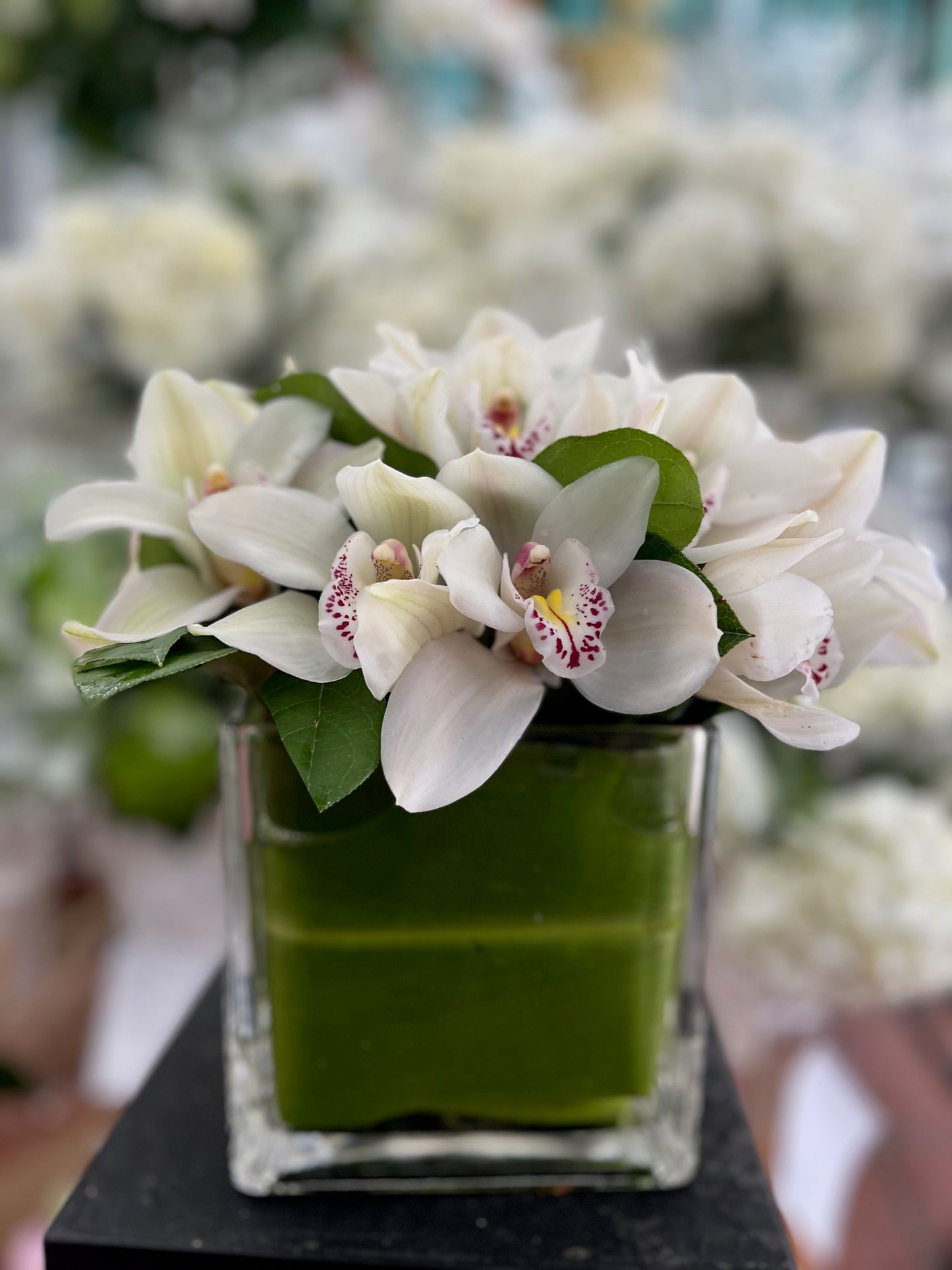 
                  
                    Cymbidium Orchids – Timeless Elegance in Every Stem
                  
                