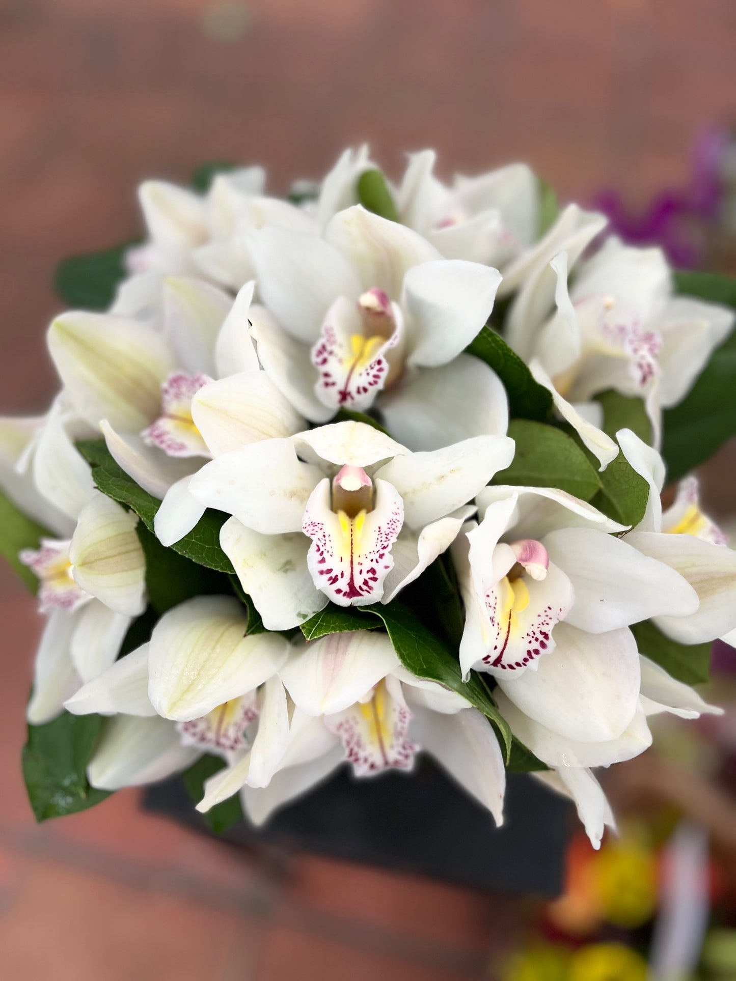 
                  
                    Why Choose Cymbidium Orchids?
                  
                
