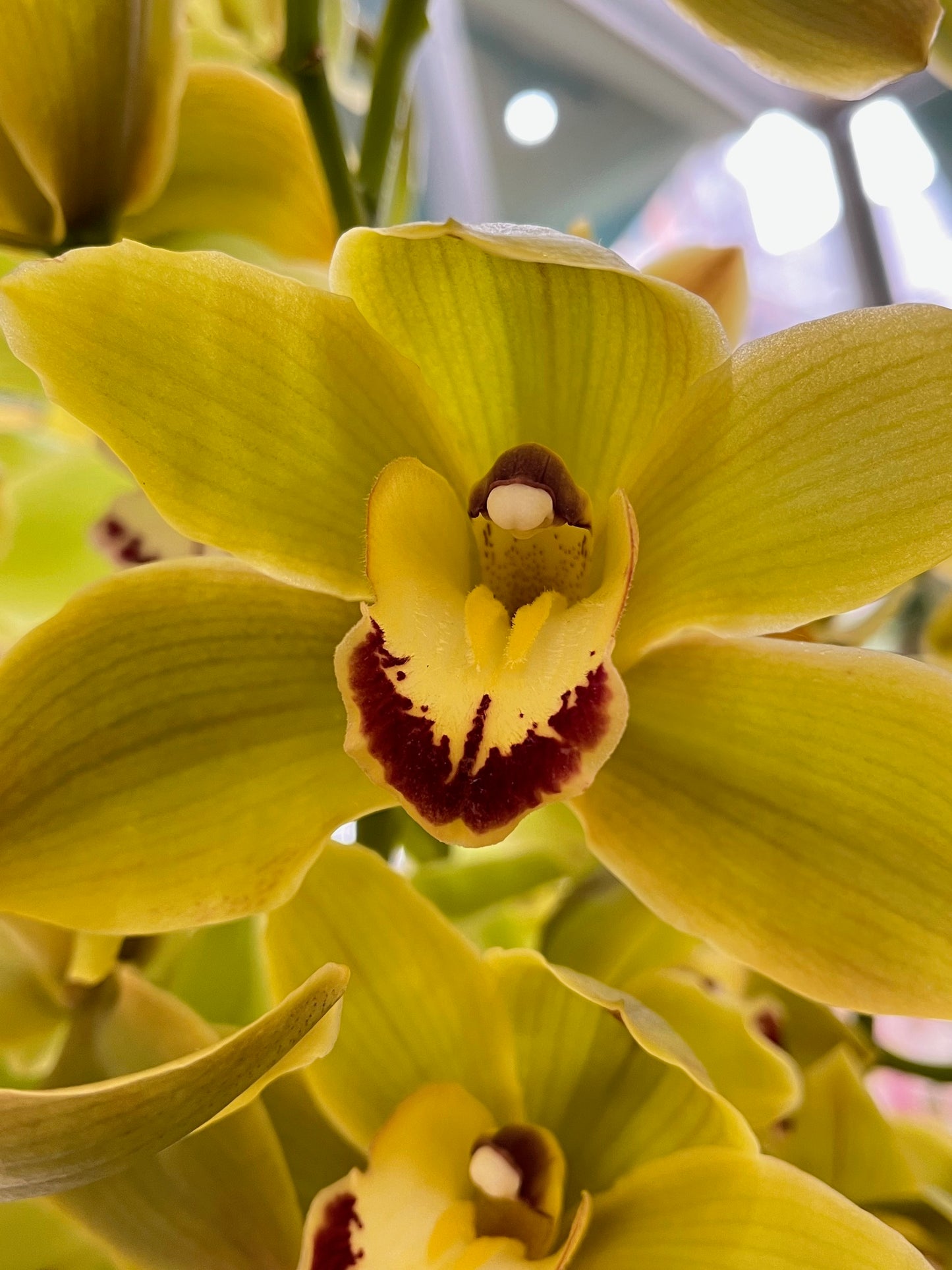 
                  
                    Order Your Boat Orchid Today 
                  
                