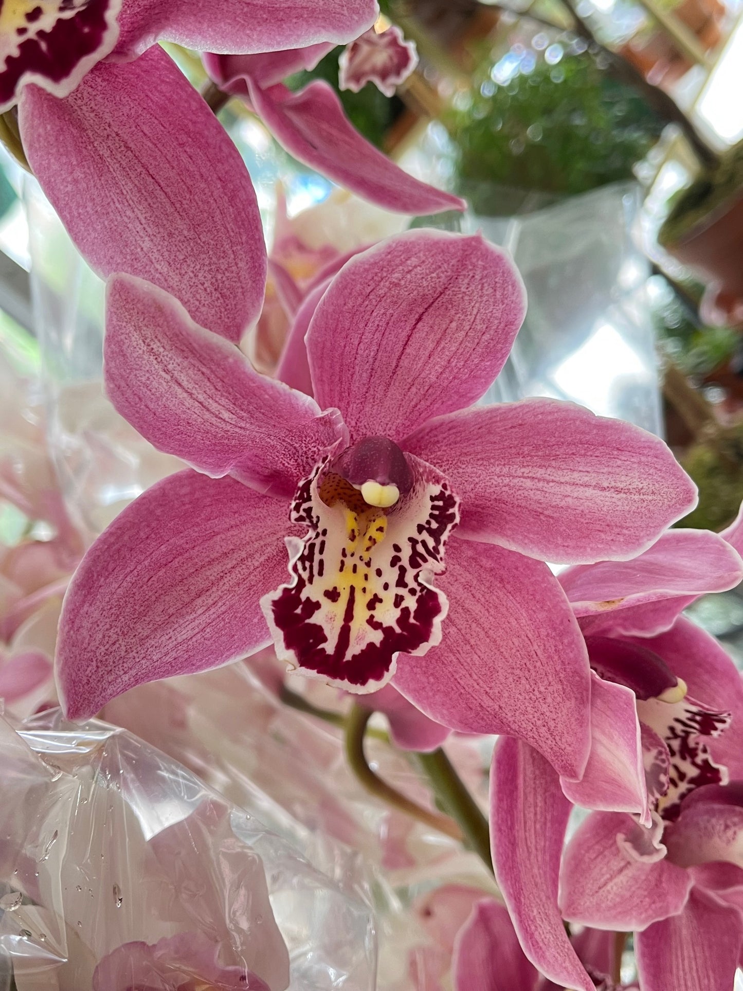 
                  
                    What is a boat orchid?
                  
                