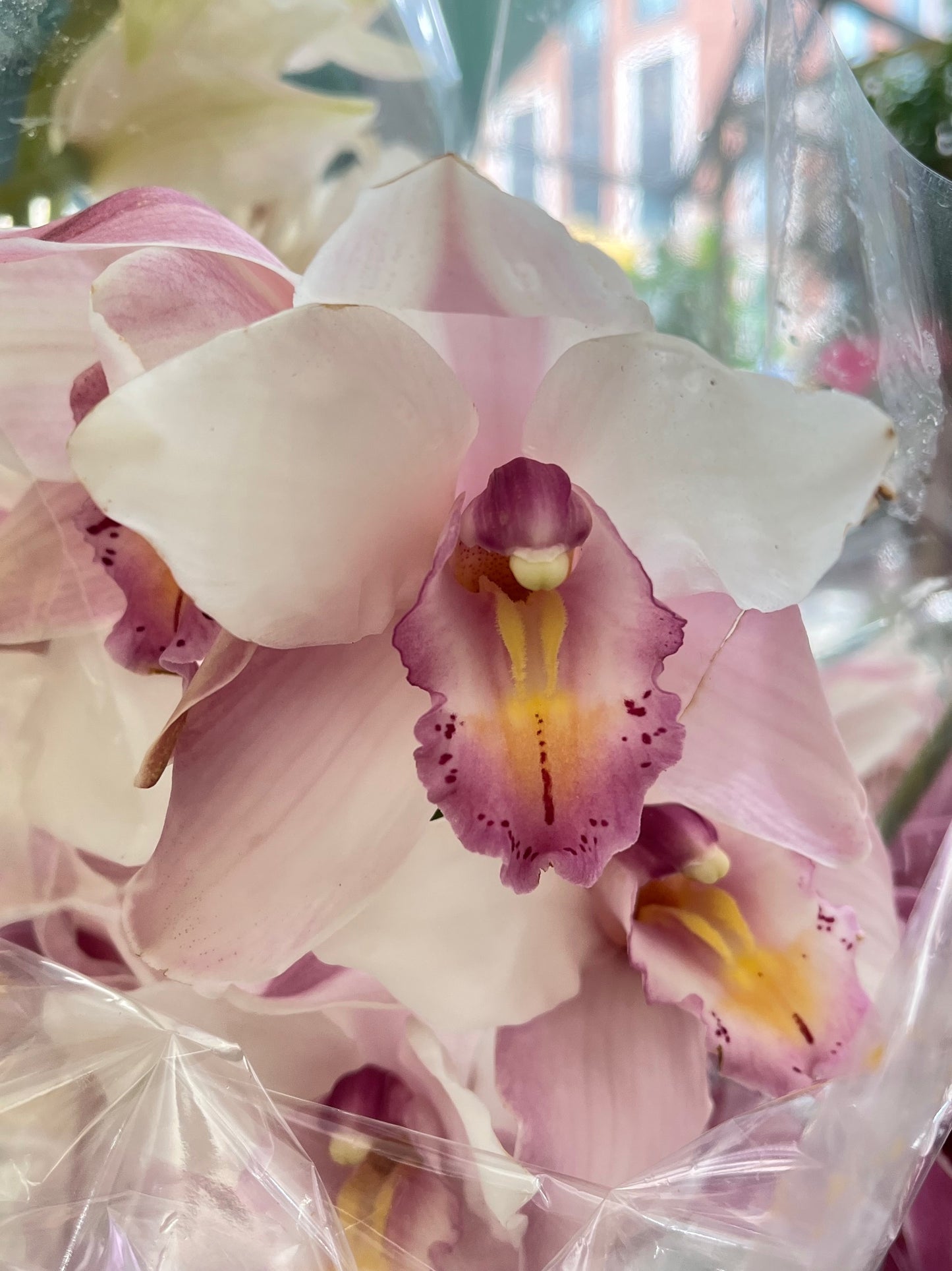 
                  
                    What is a boat orchid?
                  
                