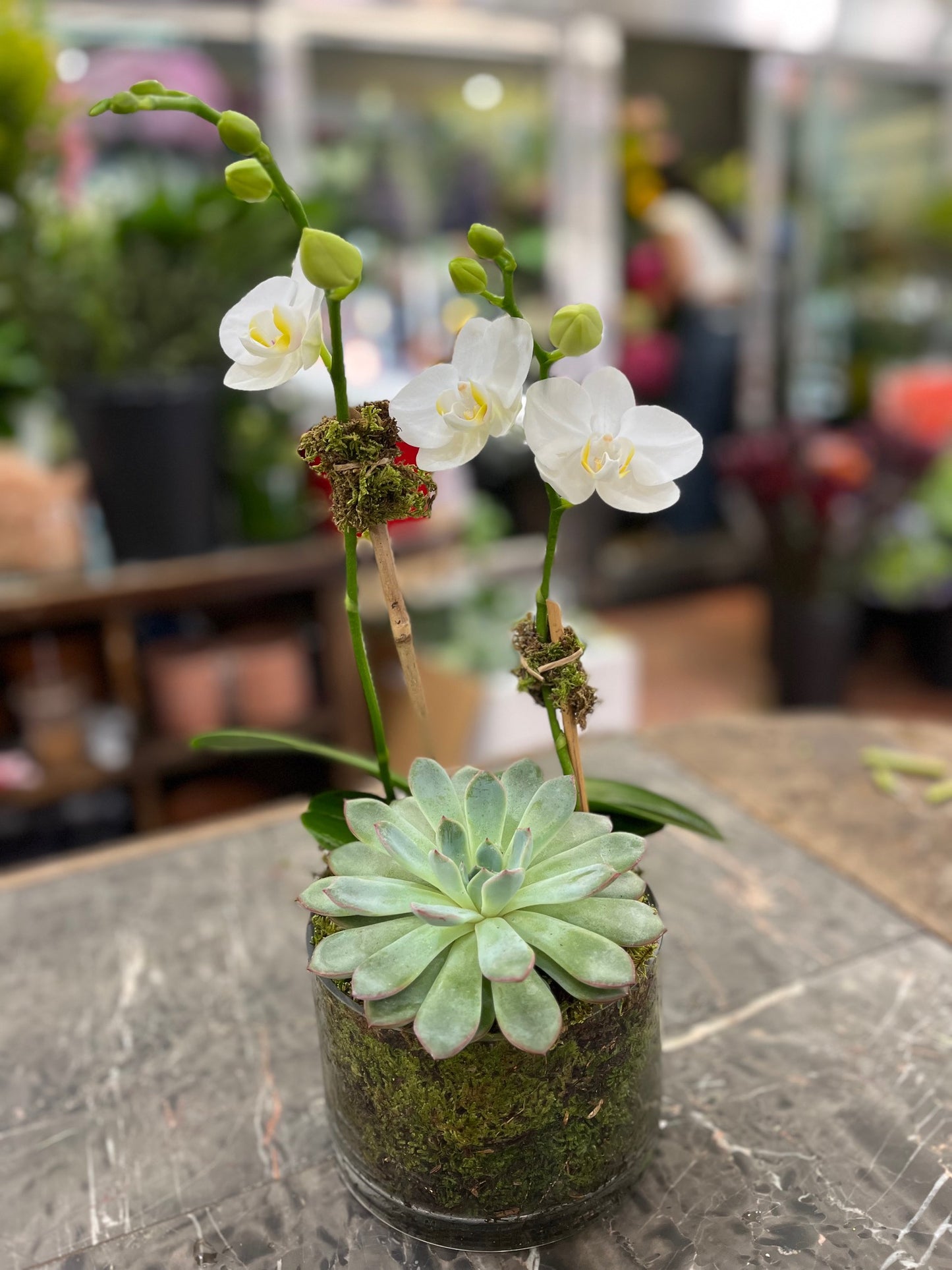 
                  
                    Mini Orchids with Succulent
                  
                