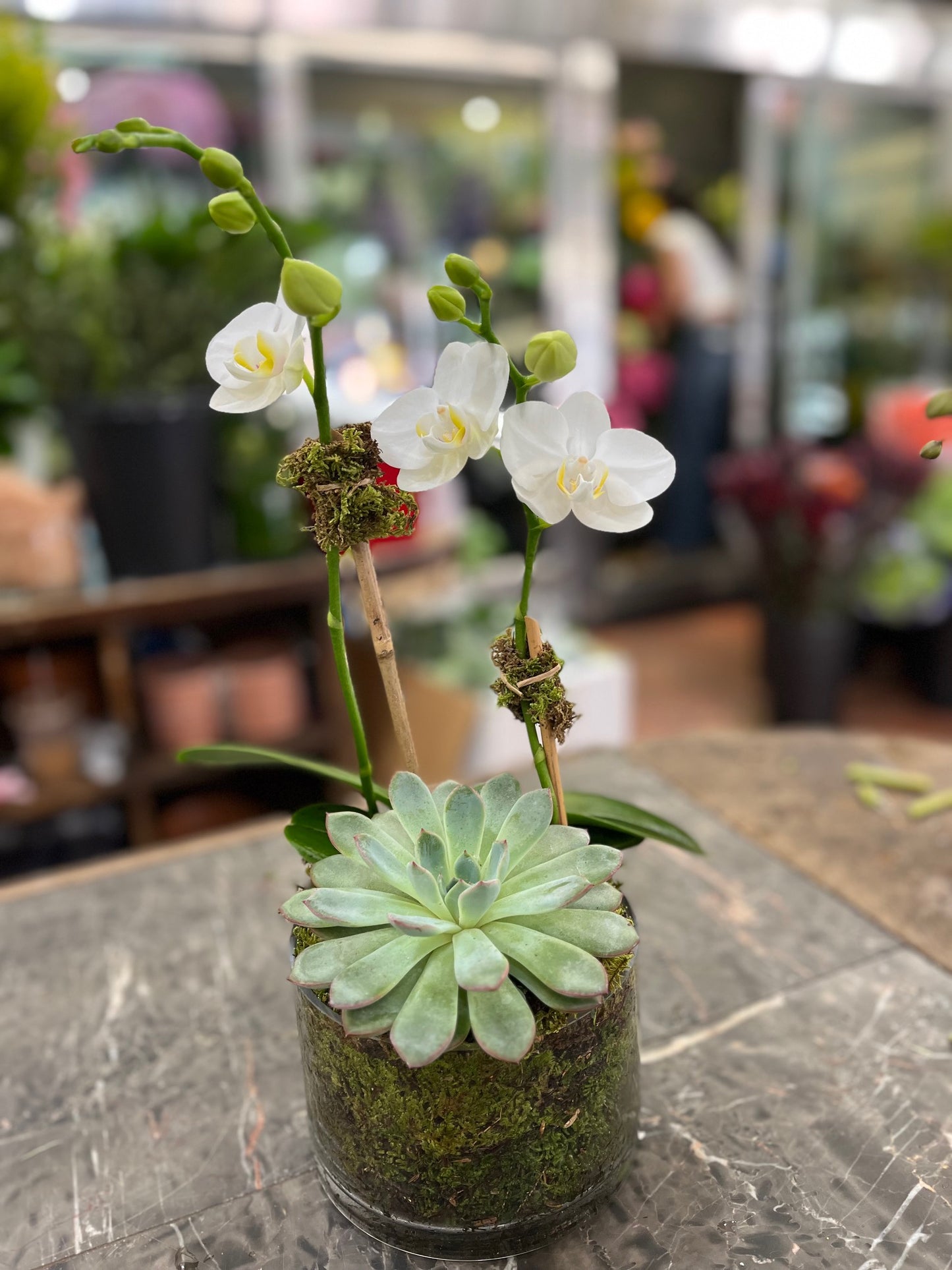 
                  
                    Mini Orchids with Succulent
                  
                