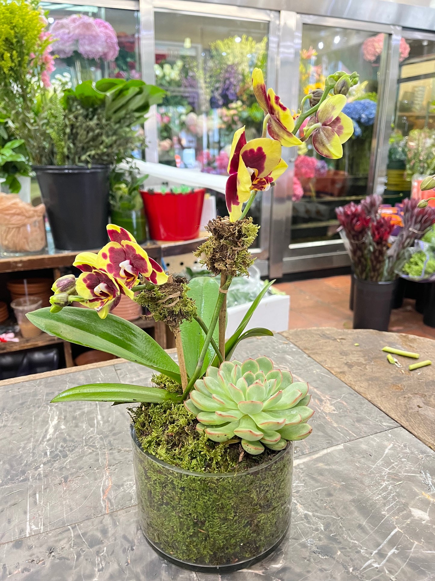 
                  
                    Mini Orchids with Succulent
                  
                