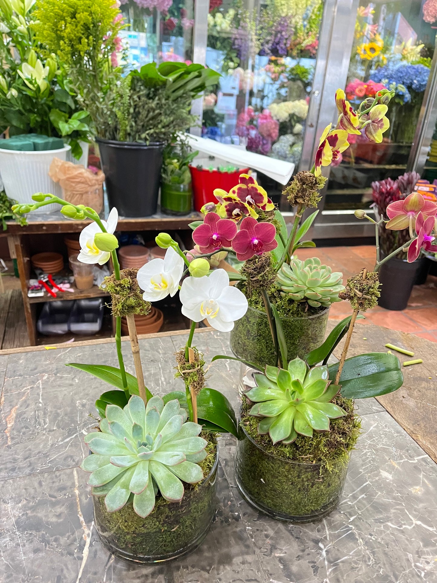
                  
                    Mini Orchids with Succulent
                  
                