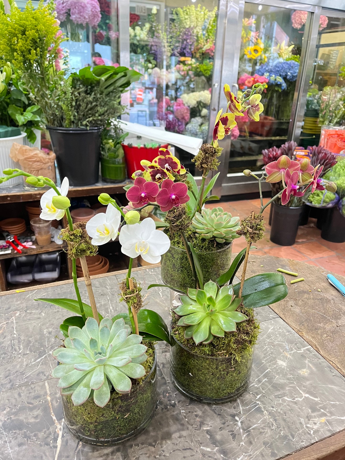 
                  
                    Mini Orchids with Succulent
                  
                
