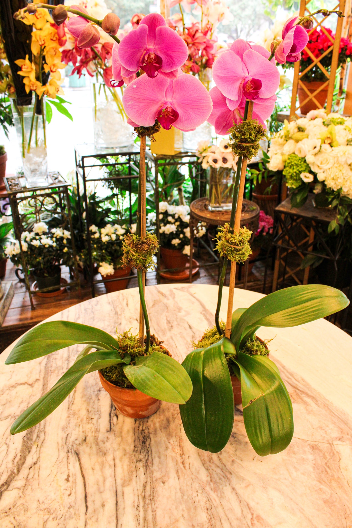 
                  
                    Pink Orchid
                  
                