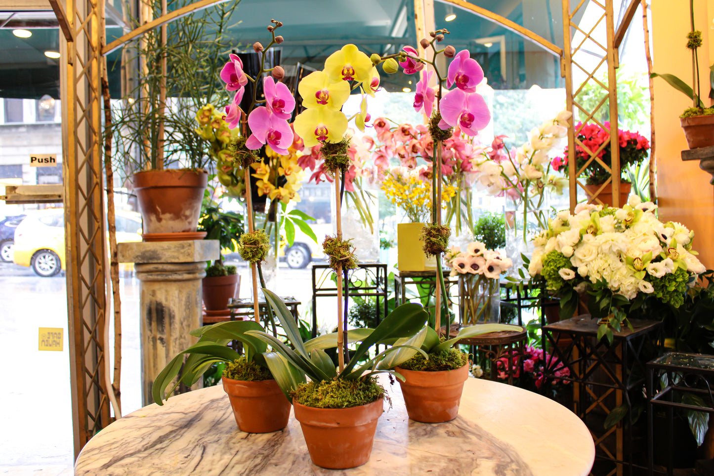 
                  
                    Triple Orchid with vases
                  
                