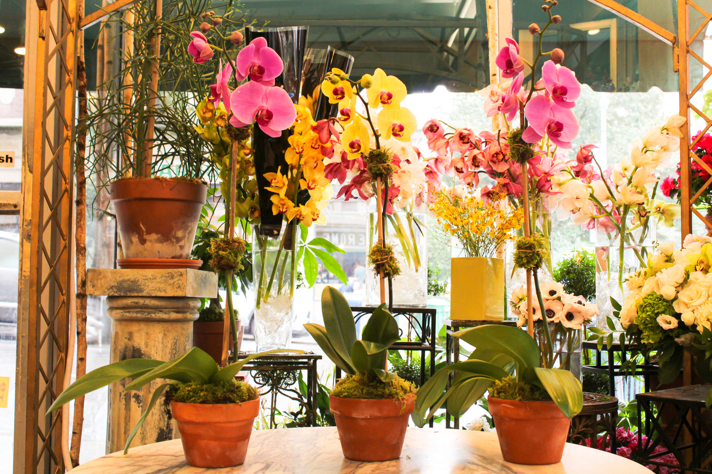 
                  
                    Orchids
                  
                