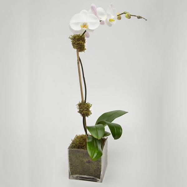 White single Orchid