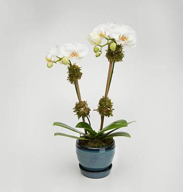 Mini Double Orchid 