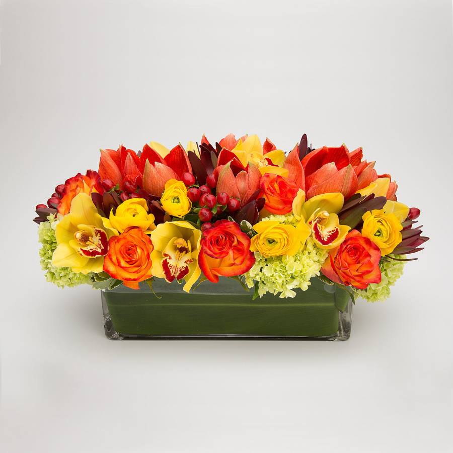 Autumn Splendor roses
