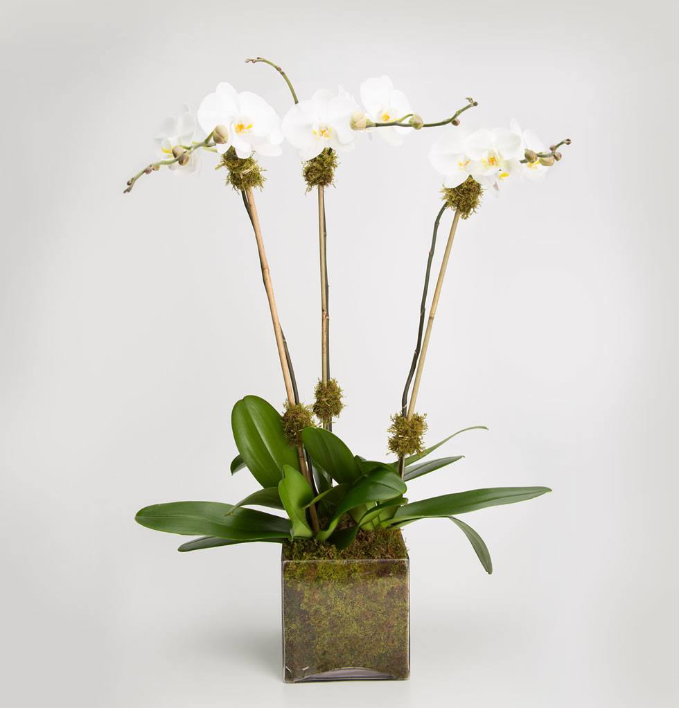 White Triple Orchid